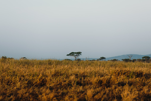 Scenic view of sunrise above the wild savannah and lonely tree in Serengeti National park, Tanzania