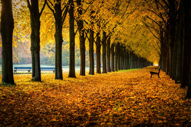 Herrenhausen Avenue in autumn stock photo