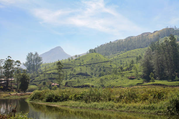 istock Tea Plantation Fields in Munnar, India 1369947881