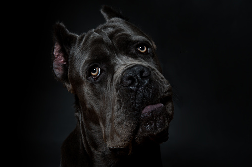Black Cane Corso Dog. Big Dog Breeds. Close Up Portrait. Black Cane Corso Dog. Big Dog Breeds. Close Up Portrait.