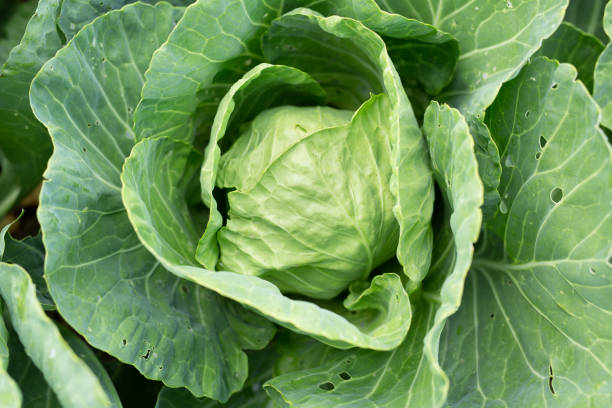 istock Cabbage grows on a bed in the garden 1369948885