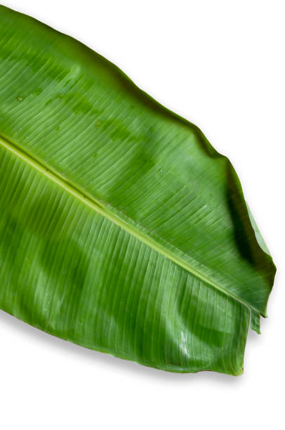 istock Isolated wet banana leaf on white background. 1369949227
