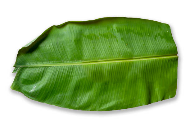 istock Isolated wet banana leaf on white background. 1369949448