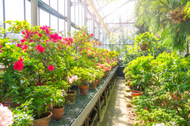 arbustes à fleurs dans une serre subtropicale avec diverses plantes au printemps. - azalea magenta flower red photos et images de collection