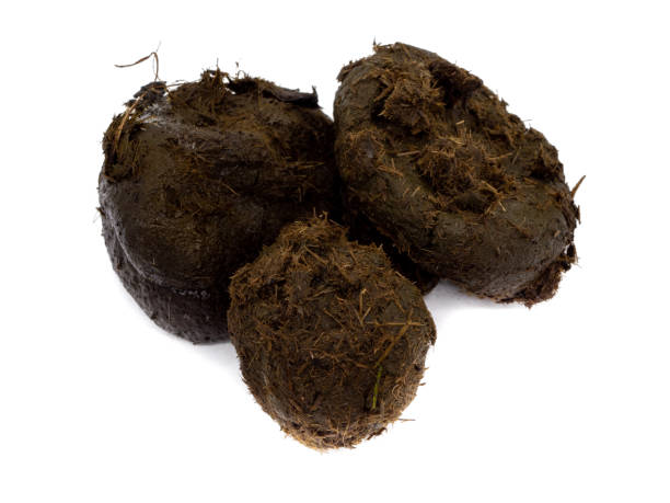 istock Horse dung isolated on white background 1369952894