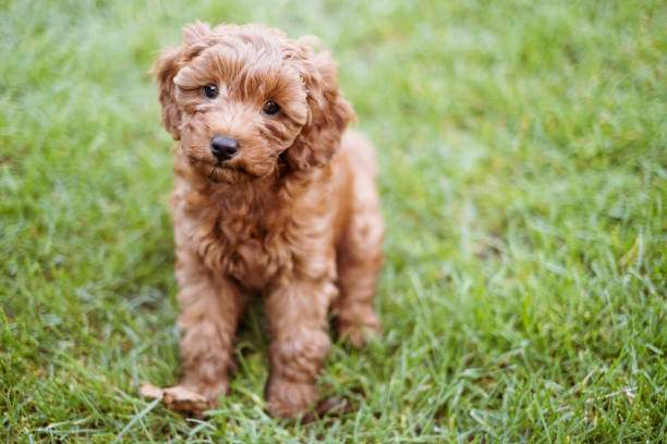 Puppy sitting in the grass stock photo