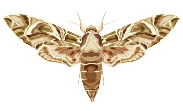 Vector illustration of Moth, butterfly. Daphnis nerii. The moth is a mystical symbol and talisman.