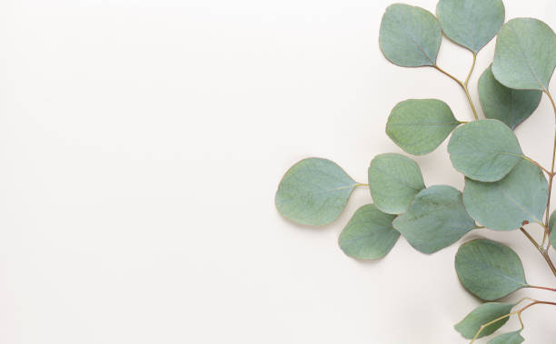 istock Eucalyptus composition. Pattern made of various colorful flowers on white background. Flat lay stiil life. 1369954061