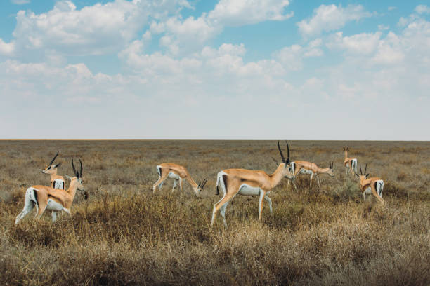 Springboks enjoying sunny day grazing in Serengeti National park, Tanzania