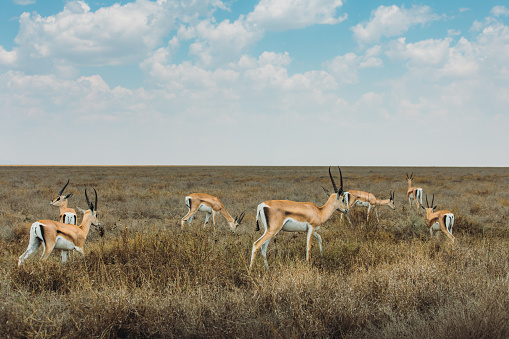 Springboks enjoying sunny day grazing in Serengeti National park, Tanzania