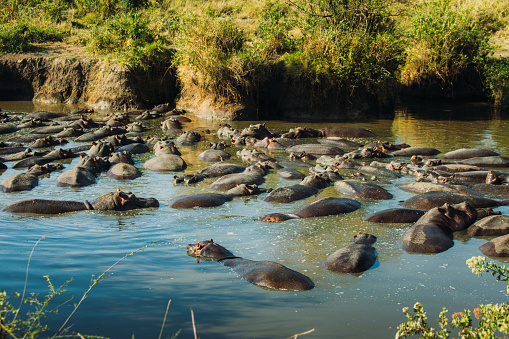 Cute hippos relaxing in the lake surrounded by the green grass and trees in Serengeti National park, Tanzania