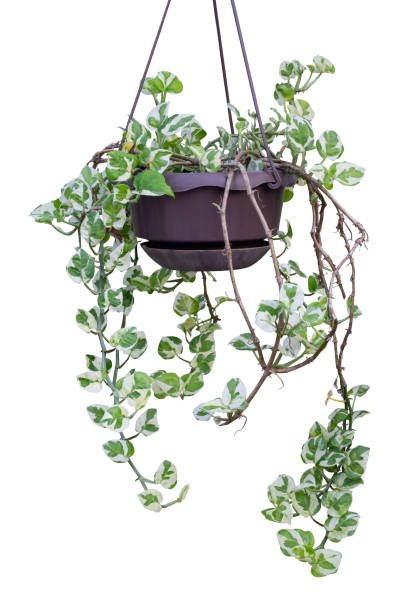 istock Peperomia scandens variegate or Cupid Peperomia hanging in brown plastic pot isolated on white background included clipping path. 1369954540