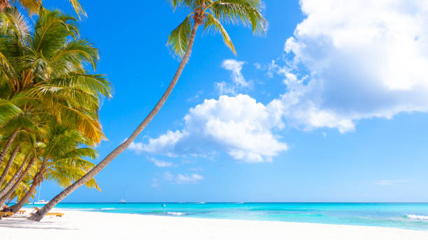 istock Tropical white sand beach with palms and sea 1369954769