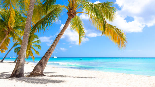 istock Tropical white sand beach with palms and sea 1369954795