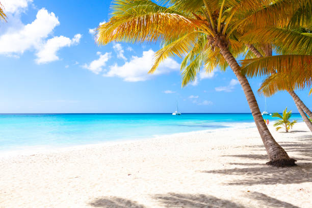 istock Tropical white sand beach with palms and sea 1369954805