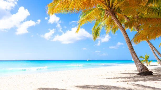 istock Tropical white sand beach with palms and sea 1369954809