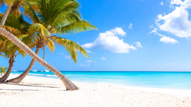 istock Tropical white sand beach with palms and sea 1369954811