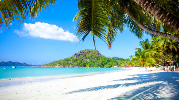 istock Tropical white sand beach with palms and sea 1369954825
