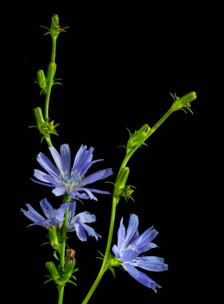 Two branches of chicory on a black background. Three blue flowers bloomed on them. Close-up.