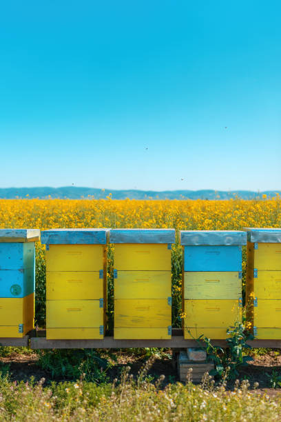 Bee hives at oilseed rape fields