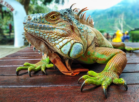 Australian eastern water dragon in the wild