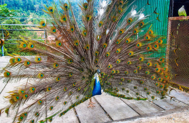istock Photo Peacock dance - male peacock showing feathers 1369958966