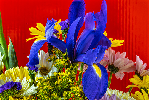 Iris xiphium, commonly known as the Spanish iris