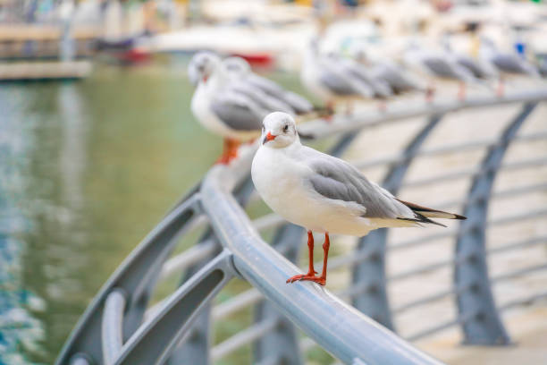 istock Seagulls in Dubai Marina district 1369959331