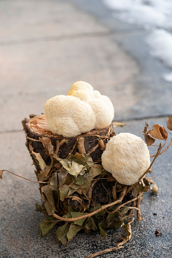 Close up of home grown eatable mushroom Lion's mane , (Hericium erinaceus ) on a stump. It is also called monkey head mushroom or bearded tooth fungus. It is not natural to grow on the stump.