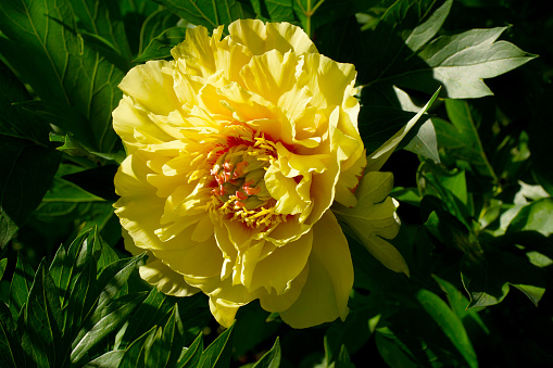 Paeonia Itoh Hybrid Group (Itoh hybrids) Garden Treasure. Yellow Intersectional Hybrids peony. \n Horizontal photo.