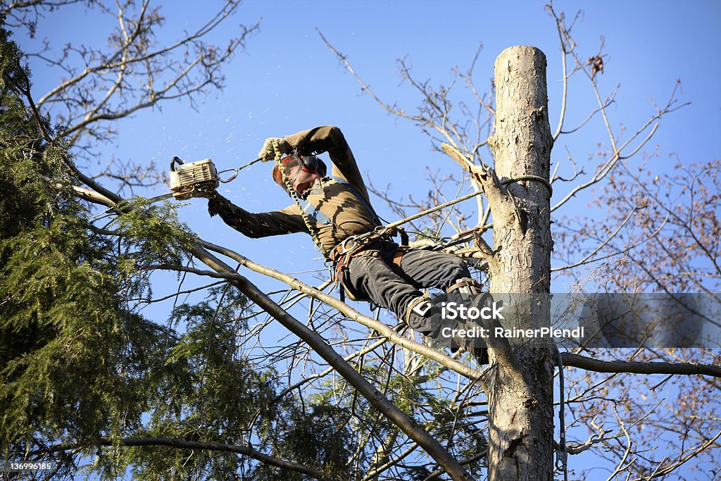 An arborist with a harness cutting a tree An arborist cutting a tree with a chainsaw Tree Surgeon Stock Photo