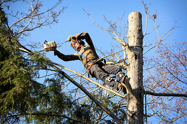 arborist de árvore - arboriculturist - fotografias e filmes do acervo