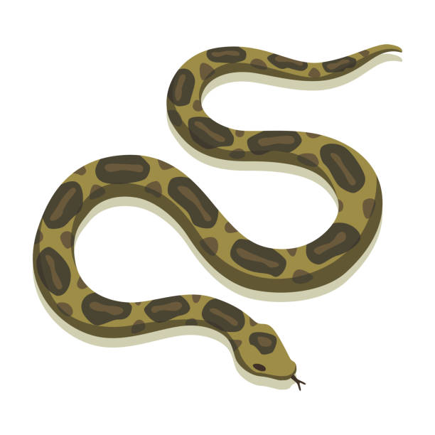 Venomous snake. Danger color animal. Poisonous reptile crawl. Decorative character, wildlife nature animal Venomous snake. Danger color animal. Poisonous reptile crawl. Decorative character, wildlife nature animal. boa stock illustrations