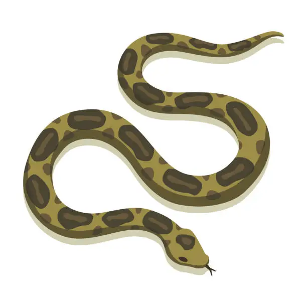 Vector illustration of Venomous snake. Danger color animal. Poisonous reptile crawl. Decorative character, wildlife nature animal