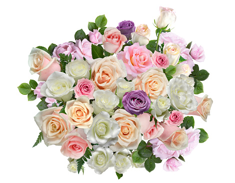 Selection of beautiful roses over white background. 