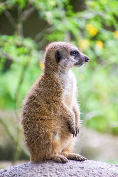 istock Meerkat on the lookout 1369962891