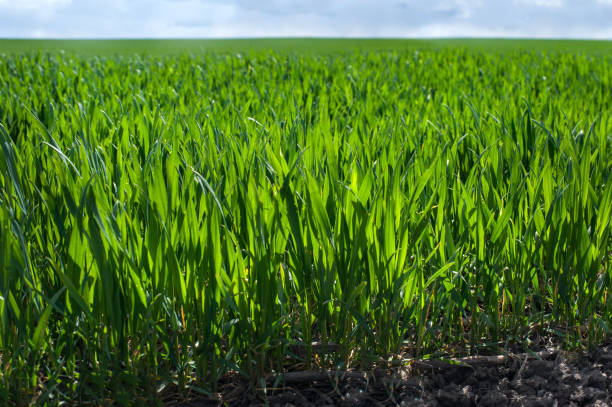 istock young sprouts, sowing wheat close up, illuminated by the sun 1369962979