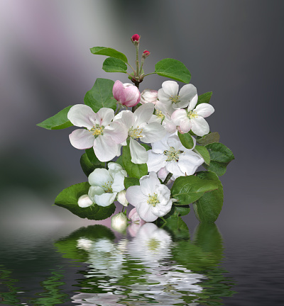 Artwork Blooming apple tree branch with reflection in water. Spring freshness will defeat the gray winter boredom