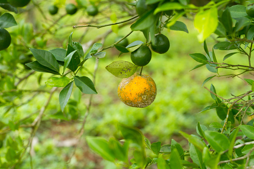 ripe mirabelle plums on tree