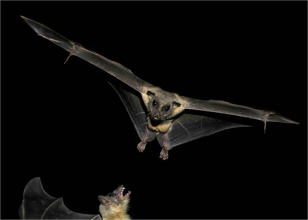 Egyptian Fruit Bat. Rousettus aegyptiacus. Agressive. A well focussed image of an Egyptian Fruit Bat gliding with outstretched wings towards another bat which looks quite aggressive. Lots of clear details of the bat against a black background. rousettus aegyptiacus stock pictures, royalty-free photos & images