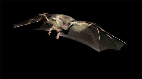 A well focussed image of an Egyptian Fruit Bat gliding with outstretched wings and some details visible which I hadn't expected.  Lots of clarity against a black background.