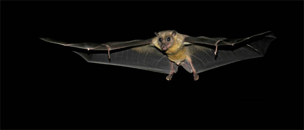 istock Egyptian Fruit Bat. Rousettus aegyptiacus. 1369964363