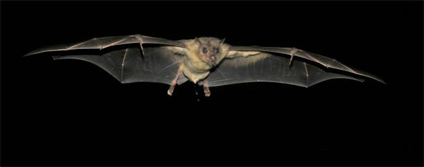 istock Egyptian Fruit Bat. Rousettus aegyptiacus. Urinating in Flight. 1369964368
