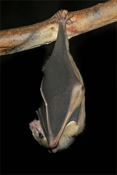 Egyptian Fruit Bat. Rousettus aegyptiacus. An Egyptian Fruit Bat hanging from a branch with folded wings. This is a normal resting position. Very clearly focussed on a black background. rousettus aegyptiacus stock pictures, royalty-free photos & images