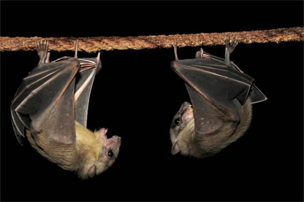 Two Egyptian Fruit Bats. Rousettus aegyptiacus. Two Egyptian Fruit Bats resting on a rope with very good details of their feet, toes and claws. Much of the structure of the wings and hands can be clearly seen. They are hanging with both feet and two hand claws attached to the rope. rousettus aegyptiacus stock pictures, royalty-free photos & images
