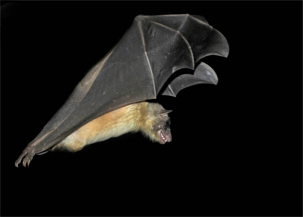 Egyptian Fruit Bat. Rousettus aegyptiacus. A side view of a fruit bat with its wings spread out above its body. Its teeth are clearly visible. Good clear details of the bat on a black background. rousettus aegyptiacus stock pictures, royalty-free photos & images