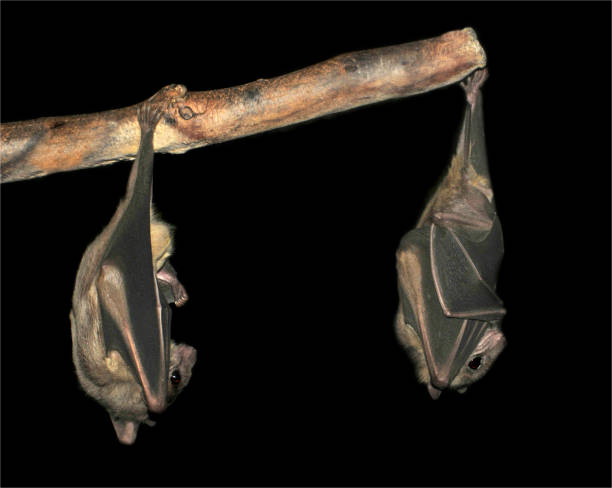 Egyptian Fruit Bat. Rousettus aegyptiacus. Two Egyptian Fruit Bats each hanging with one foot from a  branch. Both have their wings folded and their eyes open. This is a normal resting position. Very clearly focussed on a black background. rousettus aegyptiacus stock pictures, royalty-free photos & images