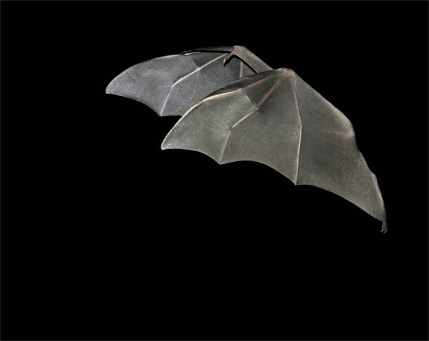 Egyptian Fruit Bat. Rousettus aegyptiacus. An unusual shot of fruit bat flying where it is hidden behind one of its own wings. It's one of those silly unrepeatable shots which occasionally occur by accident. rousettus aegyptiacus stock pictures, royalty-free photos & images