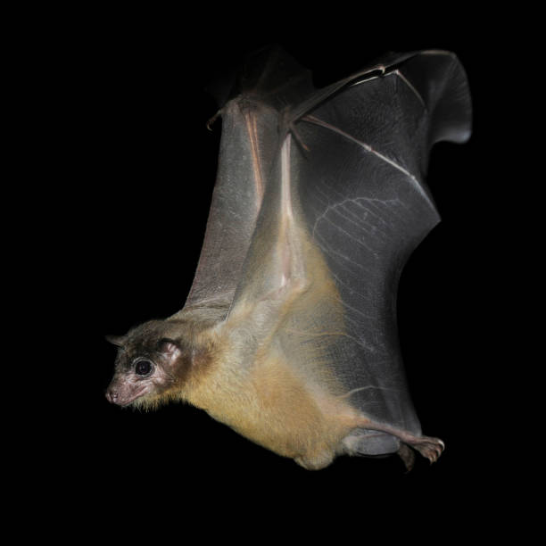 Egyptian Fruit Bat. Rousettus aegyptiacus. A side view of an Egyptian Fruit bat with its wings on the upbeat. Well focussed and detailed. rousettus aegyptiacus stock pictures, royalty-free photos & images