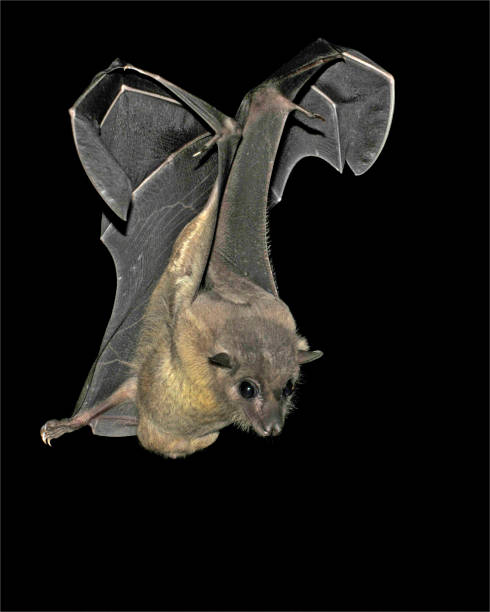 Egyptian Fruit Bat. Rousettus aegyptiacus. This is a close-up photo with lots of details of an Egyptian Fruit Bat in flight. You can clearly see both claws on each wing. rousettus aegyptiacus stock pictures, royalty-free photos & images